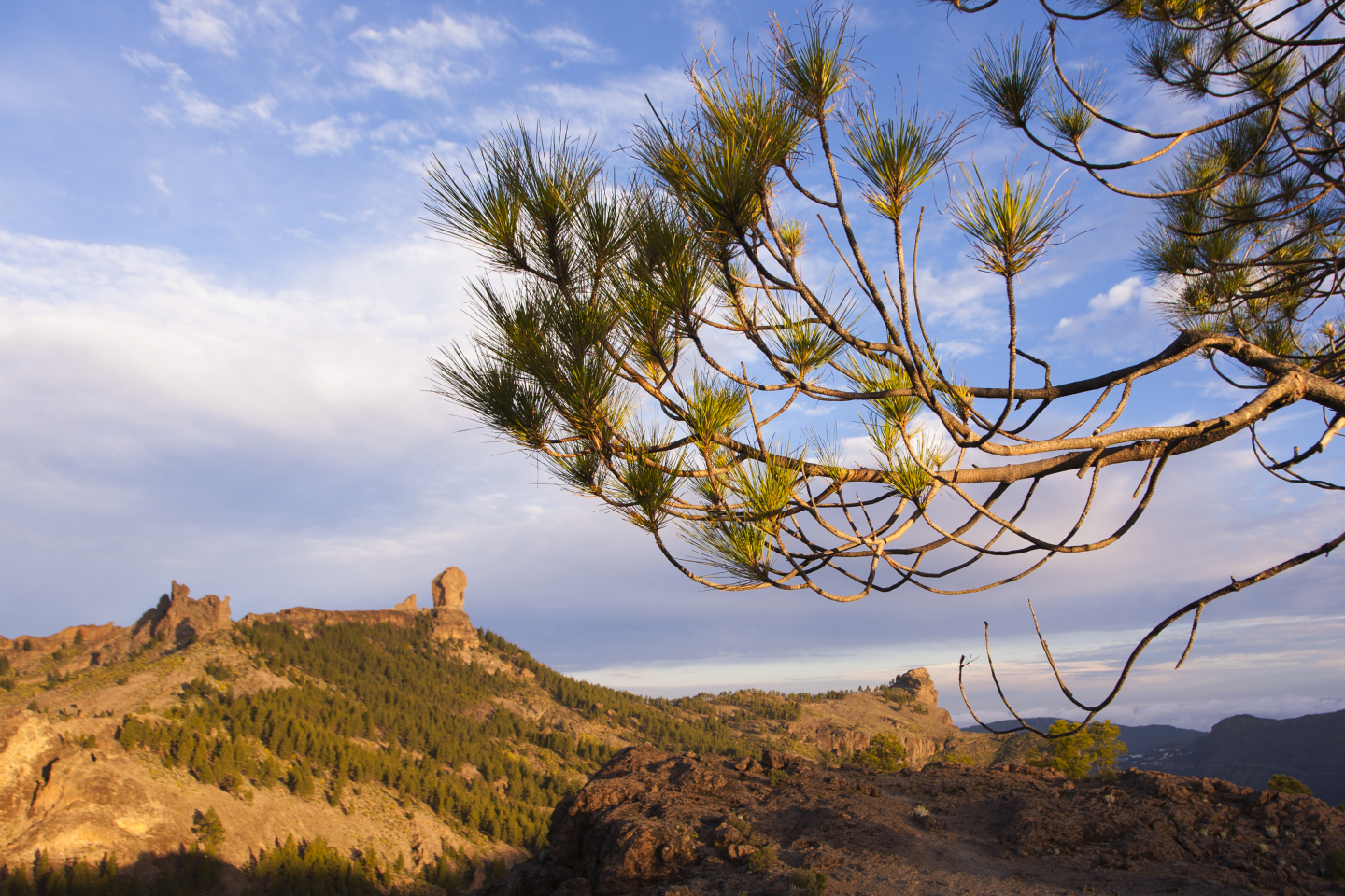 Gran Canaria forest