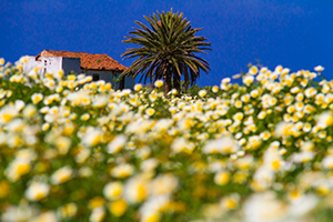 flower field