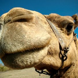 camels-maspalomas-009