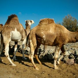 Camel Safari (Maspalomas)