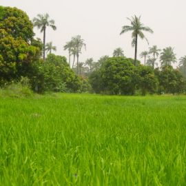 gambia-28