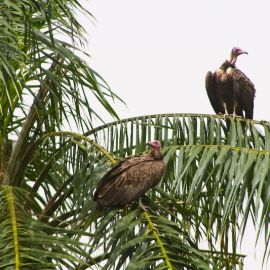 gambia-29