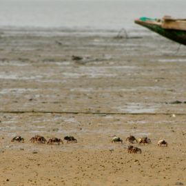 gambia-47