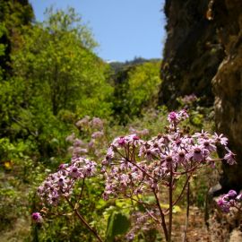 Azuaje