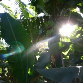 Plants (Flowers)