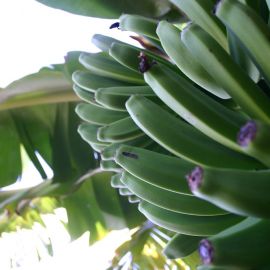 bananas-010