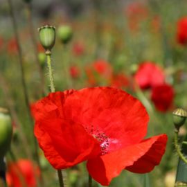 Plants (Flowers)