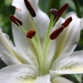 Plants (Flowers)