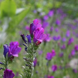 Plants (Flowers)