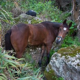 Horse in the Barranco