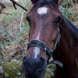 Horse in the Barranco