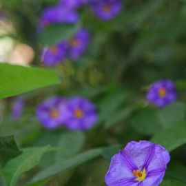 El Huerto de las Flores