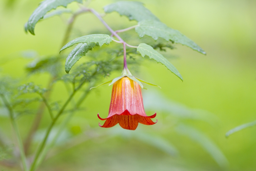 The Canarian bellflower or Bicácaro