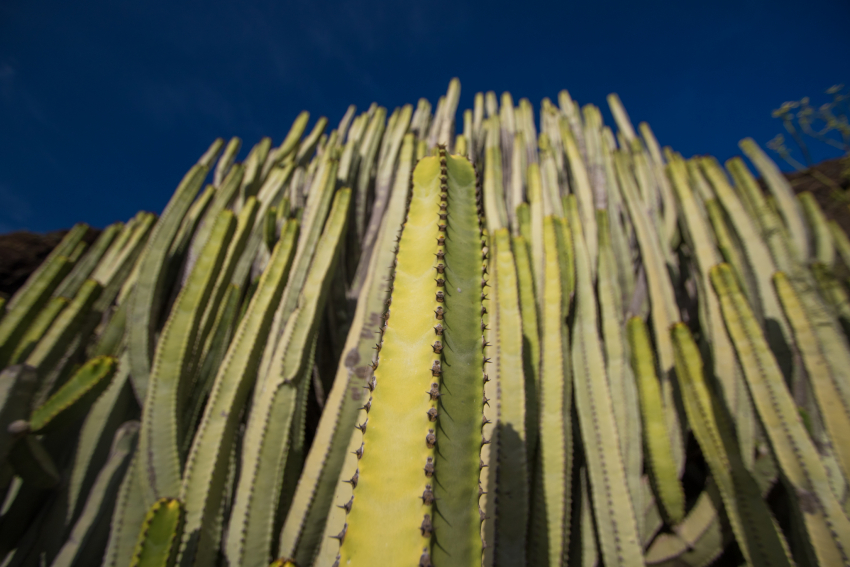 The candelabra plant is an icon of Gran Canaria and a common species